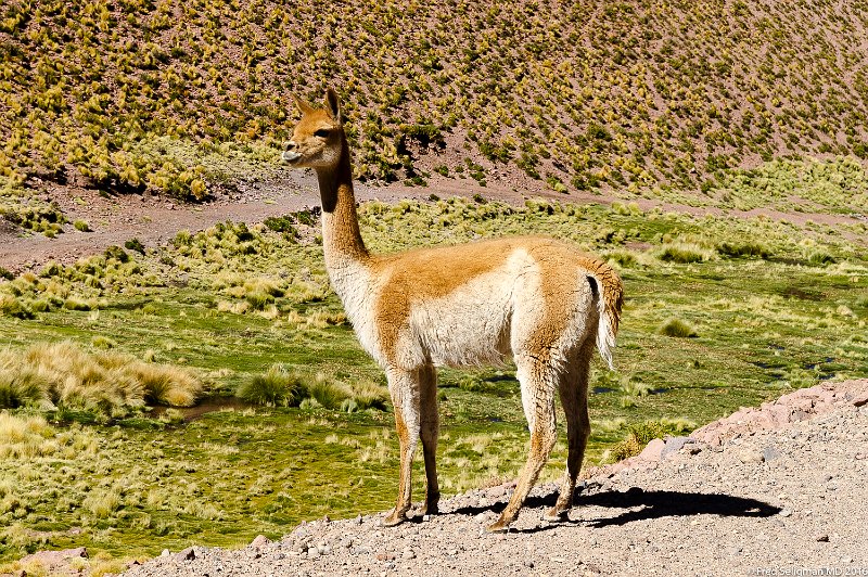 20160331_105957 D3S.jpg - Guanacos live in herds composed of females, their young, and a dominant male. Bachelor males form separate herds. While female groups tend to remain small, often containing no more than 10 adults, bachelor herds may contain as many as 50 males. When they feel threatened, guanacos alert the herd to flee with a high-pitched, bleating call. The male usually runs behind the herd to defend them. They can run at 56 km (35 mi) per hour, often over steep and rocky terrain.[7] They are also excellent swimmers. A guanaco's typical lifespan is 20 to 25 years.